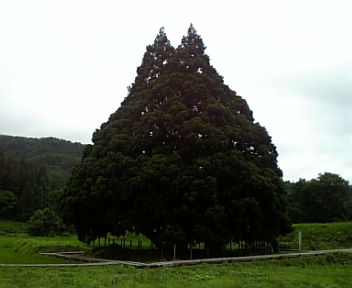 トトロの木